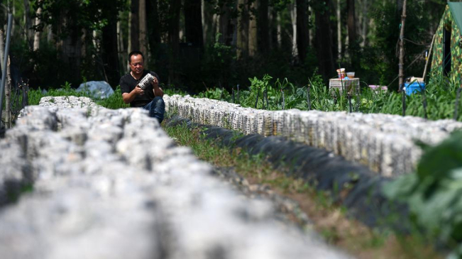 河北围场：山青水绿菌菇香-河北省