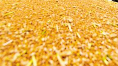 小麦强“芯”记-种子是农业的“芯