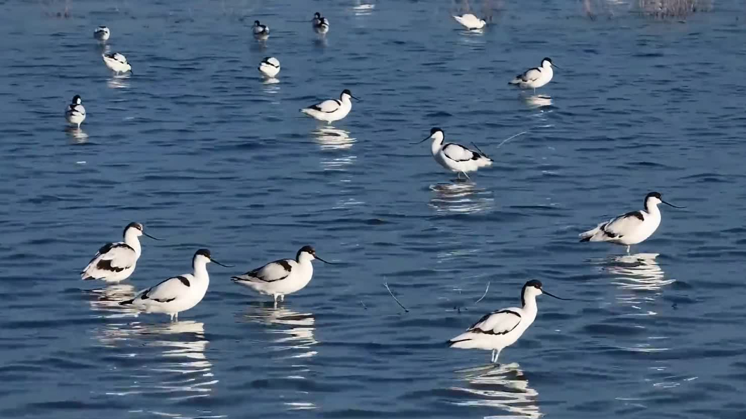 沧州南大港：“鸟类国宝” 湿地舞