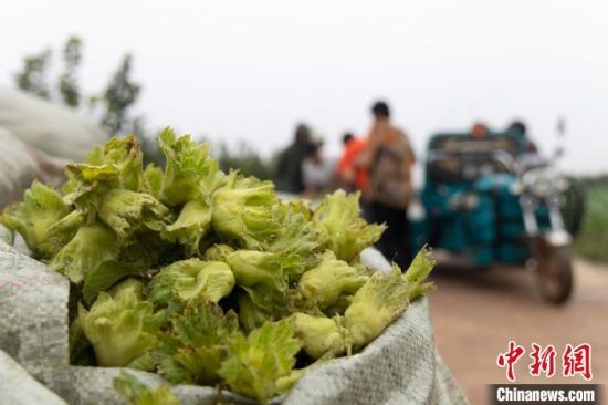 刚采摘下来的榛子。　齐建仓 摄