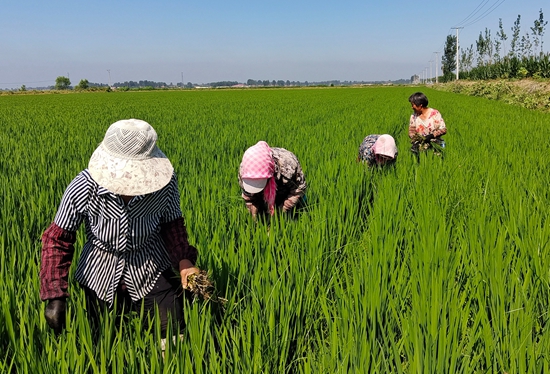 7月15日，农民在河北省玉田县石臼窝镇王家楼村稻田劳作。 张仁杰摄